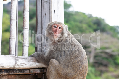 Monkey On Terrace