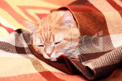 Cat Under Plaid