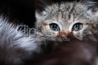 Kitty Portrait Closeup