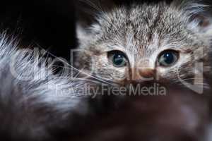 Kitty Portrait Closeup