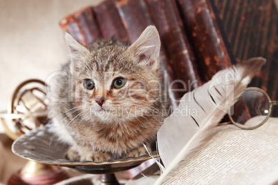 Scientist Cat Still Life