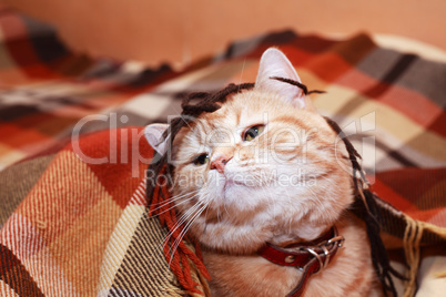 Cat Under Plaid