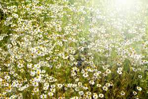 Daisy Flowers Field