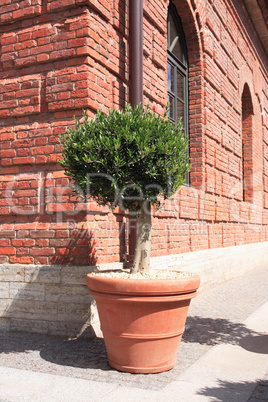 Potted Tree Near Wall