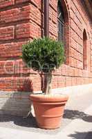 Potted Tree Near Wall