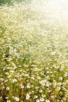 Daisy Flowers Field