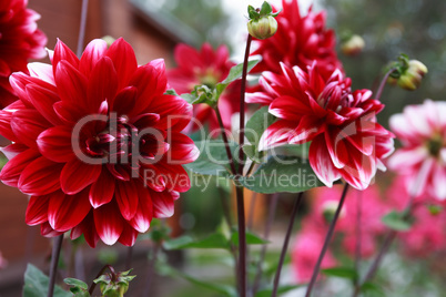 Nice Red Flower