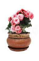 Flowers In Pot Isolated