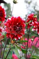 Nice Red Flower
