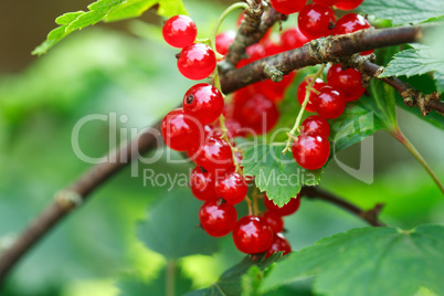 Fresh Currant Brunch