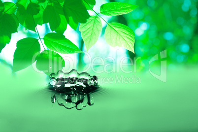 Green Leaves Above Water