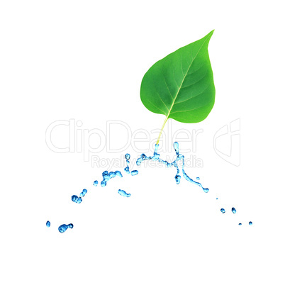 Green Leaves In Water