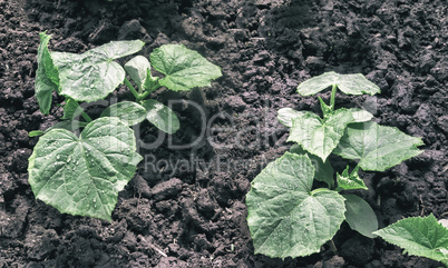 Young cucumbers growing in the greenhouse.