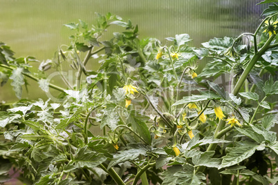 Bloom in the greenhouse tomato plants.