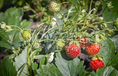 Strawberry ripe berries in the garden .