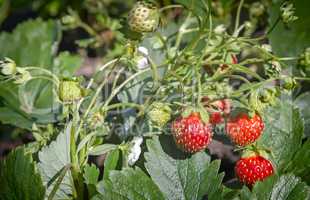 Strawberry ripe berries in the garden .