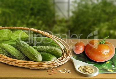 Seeds and fruits of cucumbers and tomatoes in the blurry background of the greenhouse.
