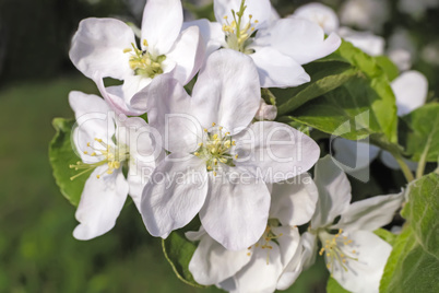 Branch of flowering apple-tree on a background a green garden.