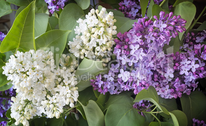 Branch of lilac with beautiful colors.