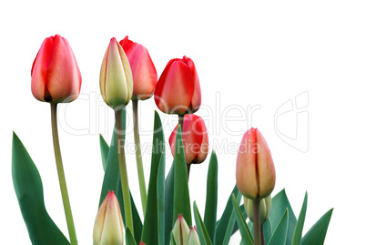 Red blooming tulips