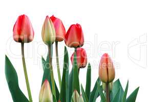Red blooming tulips