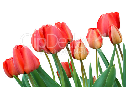 Red blooming tulips