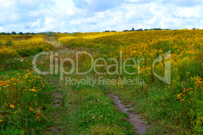 beautiful road in a field, a wide dirt road in a field