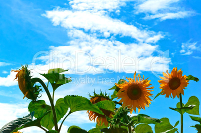 sunflower on blue sky background, sunflower on the background of white clouds