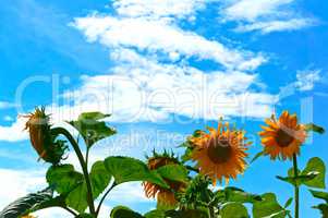 sunflower on blue sky background, sunflower on the background of white clouds