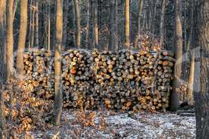 Woodpile in the frorest in wintertime