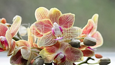 Orchidee in gelb und orange