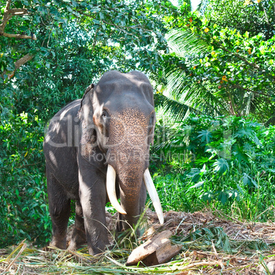 Asian elephant with tusks in the forest. Country Of Sri Lanka
