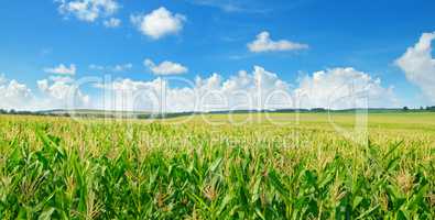 Green corn field and blue sky. Wide photo.
