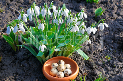 Snow-white snowdrops and quail eggs. Easter composition.