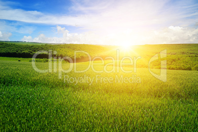 Wheat field and blue sky with light clouds. Above the horizon is