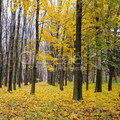 Autumn forest . Late fall. Overcast.