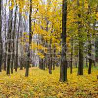 Autumn forest . Late fall. Overcast.