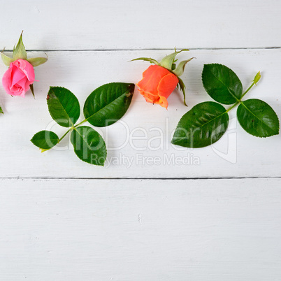 Roses on white wooden background.