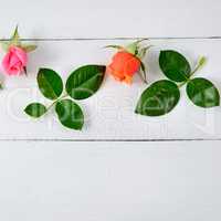 Roses on white wooden background.