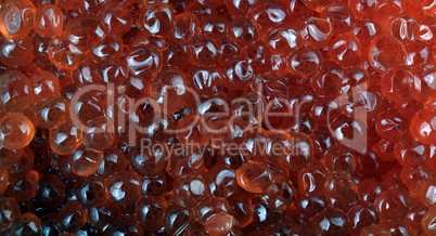 red caviar at day