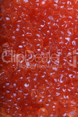 red caviar at day