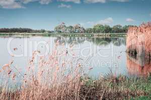 A large beautiful lake, with banks overgrown with reeds.