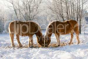 Two horses in the winter