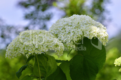 Hortensie „Annabelle“