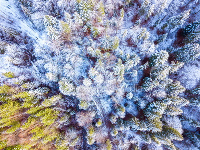 Color Forest and the First Snow. Aerial View