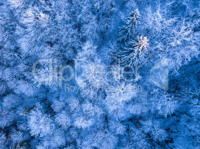 Hoarfrost and Snow in the Spruce Forest. Aerial View