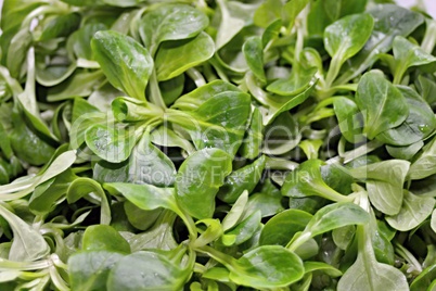 Nahaufnahme Feldsalat mit einzelnen Blättern