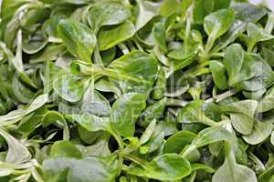 Nahaufnahme Feldsalat mit einzelnen Blättern
