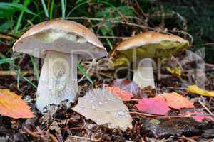Two Penny Bun mushrooms in natural habitat