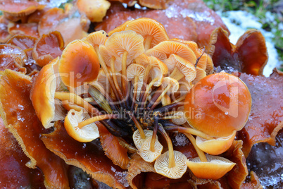 Frozen young Velvet Shank mushrooms